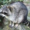 Thumbnail of related posts 087